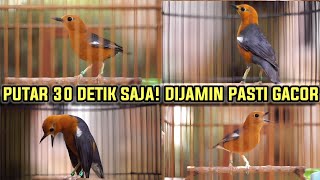 Download lagu PANCINGAN ANIS MERAH TERBAIK SEPANJANG MASSA COCOK BUAT ANIS MACET BUNYI 100% AMPUH!! mp3 Download lagu PANCINGAN ANIS MERAH TERBAIK SEPANJANG MASSA COCOK BUAT ANIS MACET BUNYI 100% AMPUH!! mp3