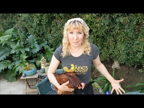How Do I Make My Pet Chickens Cuddly?