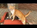 Orange Female Cat Meows Every Time I Say HEY