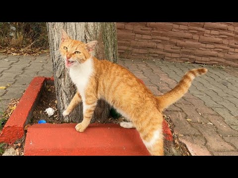 Orange Female Cat Meows Every Time I Say HEY!