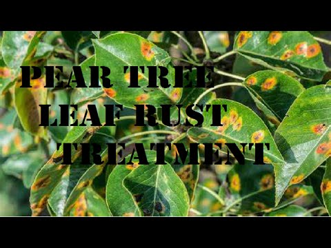 Pear tree leaf rust treatment