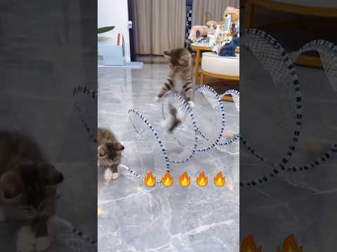 Title: "Playtime Frenzy: A Cat's Adventure with Toys" Hashtags: #CatPlaytime #ToyTime #PlayfulKitty