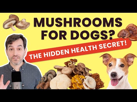 Medicinal Dog Mushrooms | Can Dogs Have Mushrooms?