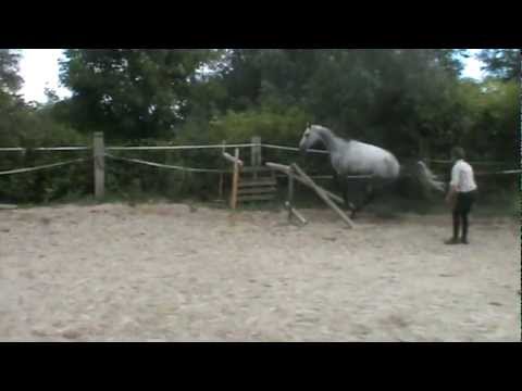 Warrior d'aix Z cornet obolensky * Darco