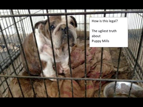 Why Puppy Mills Are Legal (And what you can do about it)