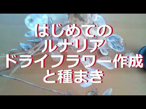 bac-a-fleurs-petunias-blanc-idees-deco