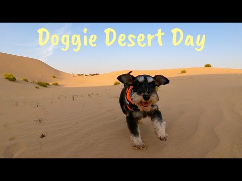 Doggie Desert Day 🐶