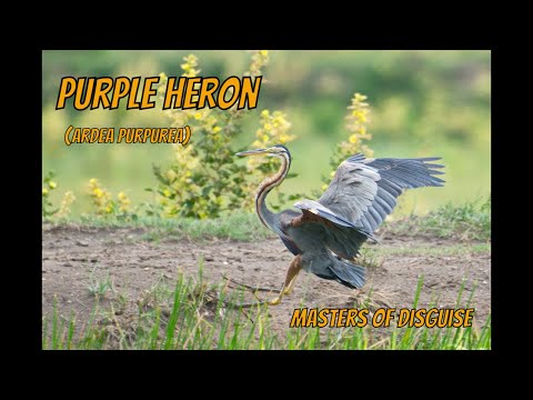 Volavka purpurová (Ardea purpurea) — Purple Heron v prirodzenom prostredí