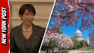 Japan Gifts 250 Cherry Blossom Trees To Mark America’s 250th Anniversary