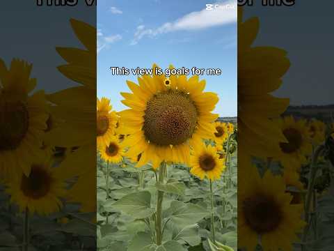 This view is so relaxing and is goal for me #short #aesthetic