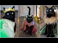 Rover is The King of The CatWalk | Feline Fashion Show #rover #catwalk