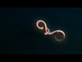 Eel Suffers Toxic Shock Blue Planet II BBC Earth