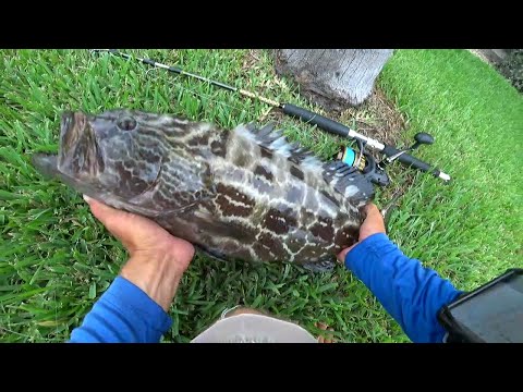 CRAZY CATCH!!! Keeper BLACK GROUPER from THE DOCK! Florida Keys FISHING Show LIVE on Twitch.tv!