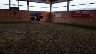 Video of Steverheides Wolfsblut