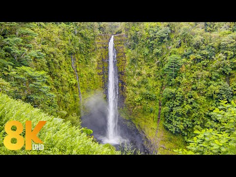 8K Akaka Falls - The Gem of Hawaii's Big Island - Nature Relaxation + Waterfall Sound and Bird Songs