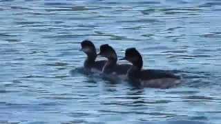 preview picture of video 'Black-necked Grebe - Harelbeke (Belgium)'