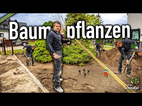 Wie pflanze ich einen Baum richtig?