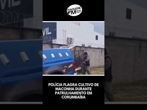 Polícia flagra cultivo de maconha durante patrulhamento em Corumbaíba