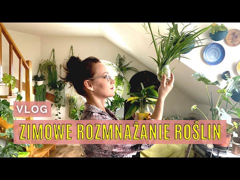 , title : 'Czy można ROZMNAŻAĆ ROŚLINY DOMOWE w czasie zimy? 🌱 Zimowe rozmnażanie roślin domowych 🌱 Vlog'