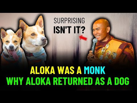 Aloka Was A Monk In His Past Life - The Heartbreaking Reason Aloka Was Reborn As A Dog