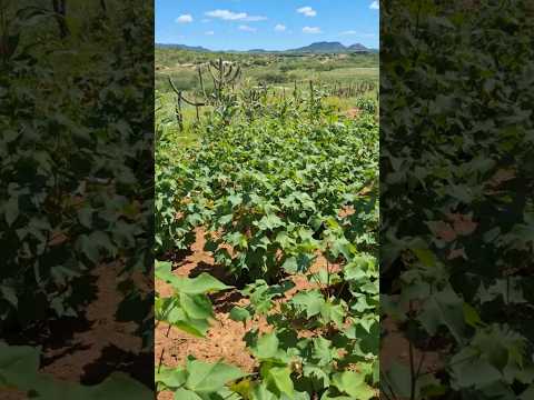 Cultivo de algodão no Sítio  Jacu de Órfãos,  Monte das Gameleiras-RN.