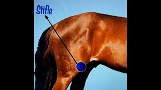 Gaited Horse Training - Stifle Issues - Horse