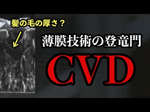 シマロウバ科について詳しく解説