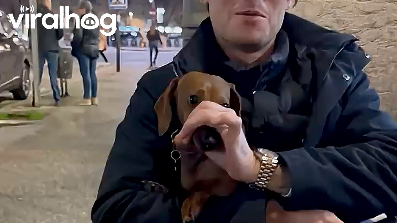 Tiny Dog With a Big Attitude || ViralHog
