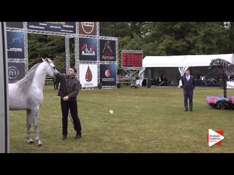 N.177 MADHER AL JAMAL - Bruges 2015 International - Stallions 4-6 years old (Class 108B)