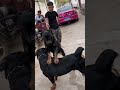 Dog Breeding Funny Videos Breeding Horse June2 Germanshepherd