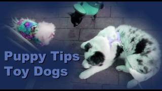 Puppy training tips: Socializing your puppy to toy dogs