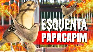 Melhor Fêmea de Papa capim piadeira para Esquentar Papacapim tuitui com Fêmea de Papa capim piadeira