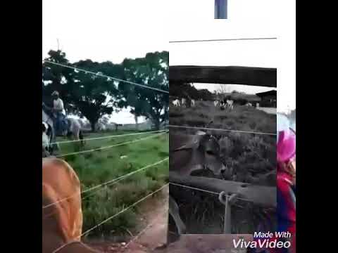 Fazenda da vovó em Anapu.