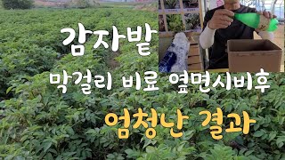 감자밭에 막걸리 비료 만들어 엽면시비 했더니   엄청난 결과 대박^^