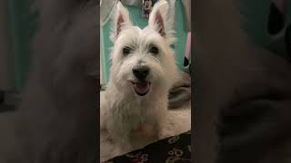 She is 15years old Westie