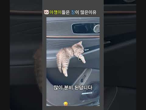 아깽이들 잠이 많은 이유