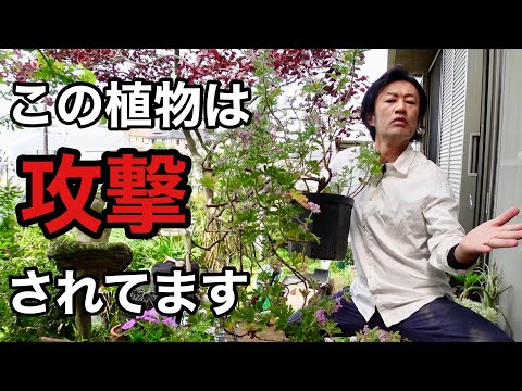ゼラニウムに最も効果的な天然肥料は何ですか?  庭園