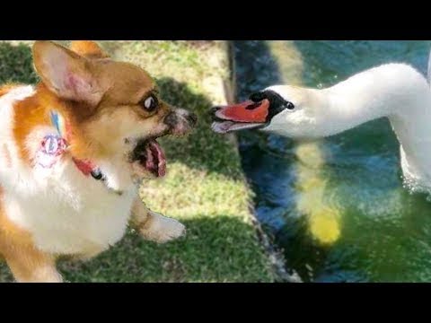 You will laugh at all the Dogs and Cats 😂 Funny DOG Videos