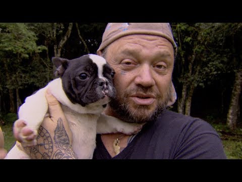 GUIA DE RAÇAS | BULLDOG FRANCÊS | RICHARD RASMUSSEN