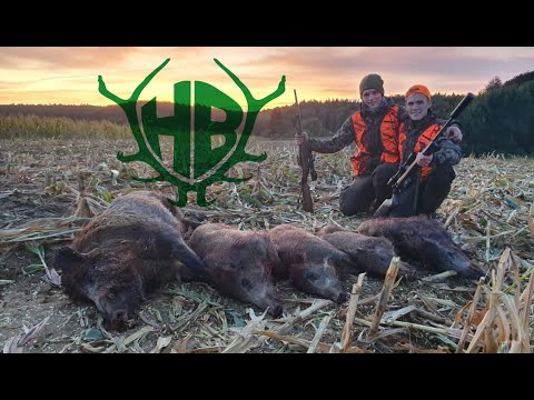 Saujagd bei der Maisernte 2019 - Hunter Brothers -  Trailer