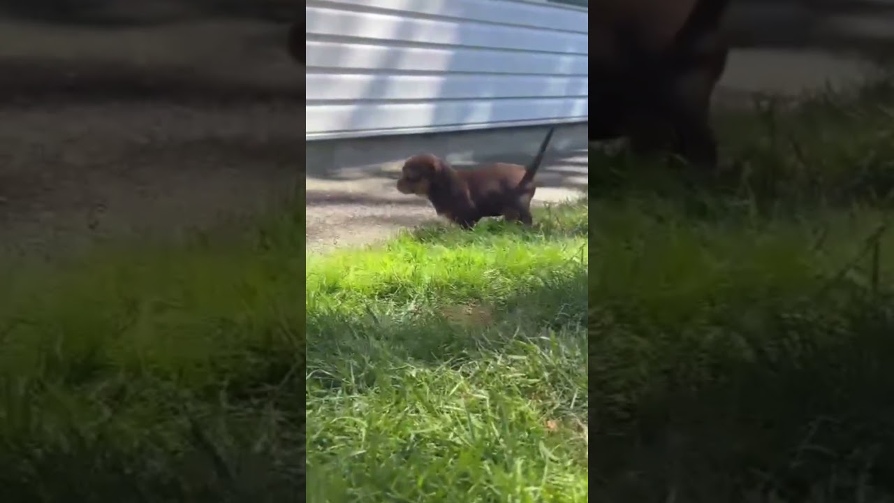 Enlarge Cinnamon , an adopted mixed breed in Nanaimo , BC video 5/5