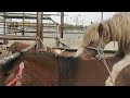Horse Meeting