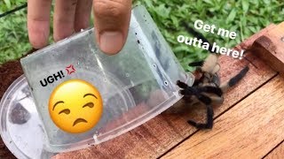 STUBBORN tarantula REFUSES to stay in her new CAGE !!!