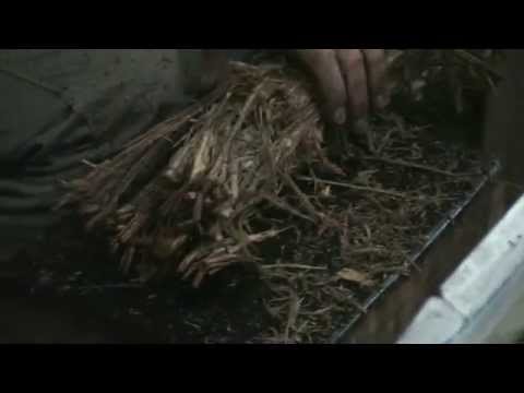 BATEÇÃO - FLOR DE JAGUBE - FEITIO 11/14