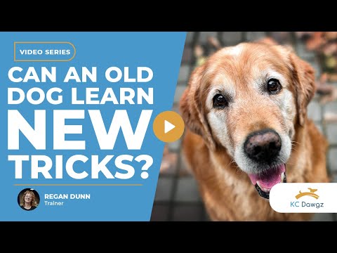 Can an Old Dog Learn New Tricks? + How to Teach Them | KC Dawgz