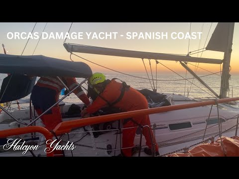 Orcas Damage Yacht off the Spanish Coast. They nearly sank the boat! 