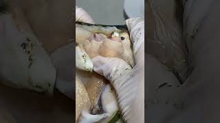 #pearls #oyster #clam #novel