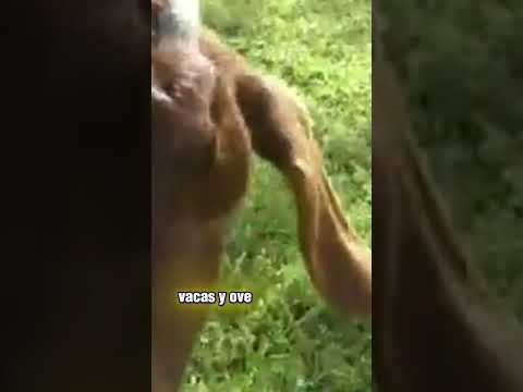 ​EL MISTERIO DEL CHACO ARGENTINA 🛸🇦🇷