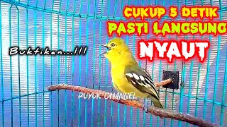 Download lagu Pancingan Burung Sirtu Gacor Cukup 5 detik Cipoh Jenis Apapun Pasti Langsung Nyaut‼️✅️ mp3