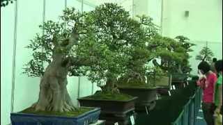 Download lagu Bonsai Cina - Part 1_Ottava Guangdong, Hong Kong Bonsai (Chencun). mp3